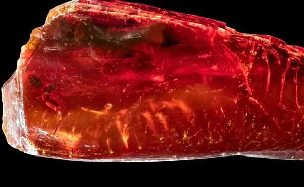 مورچه  در کهربای گوته