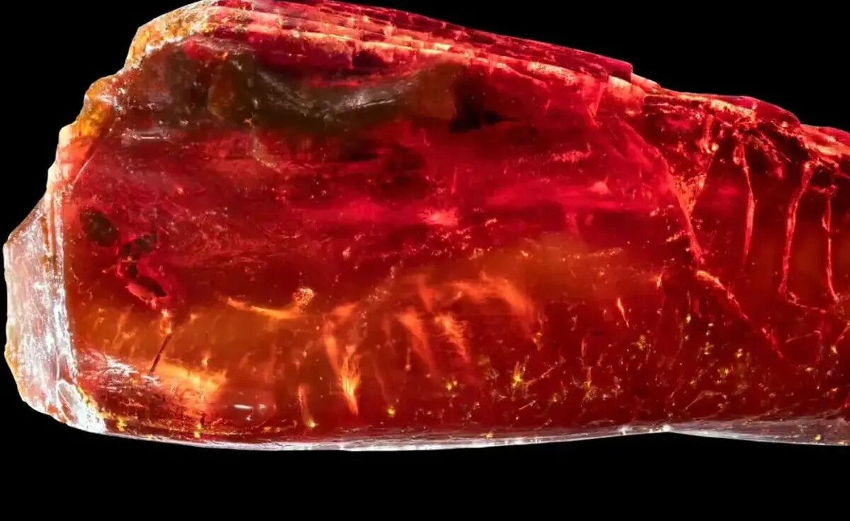 مورچه  در کهربای گوته