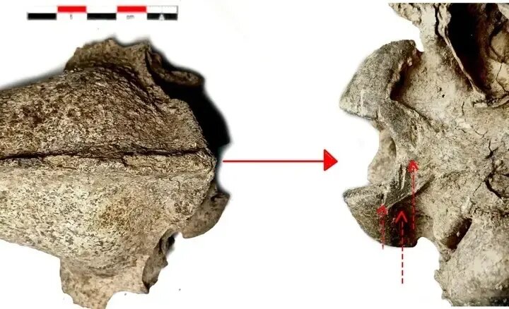 خوردن گوشت سگ در اروپا