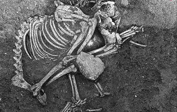 خوردن گوشت سگ