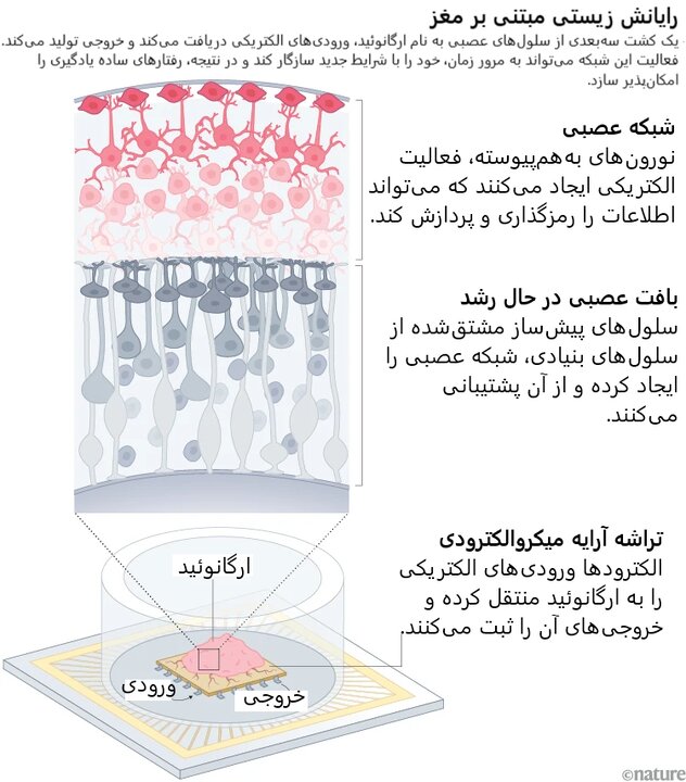 رایانش زیستی مبتی بر مغز انسان