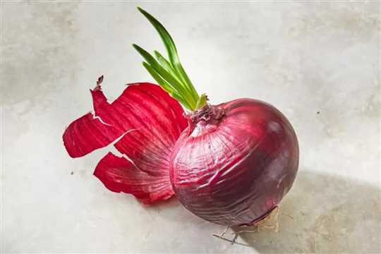 پیاز جوانه‌زده