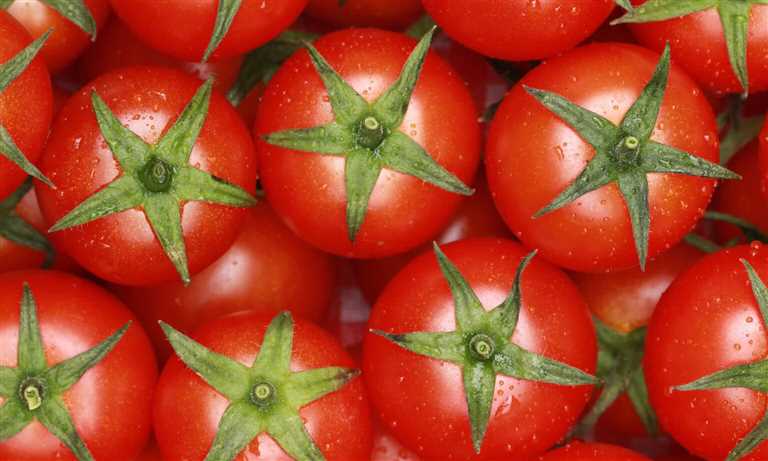 خوردن روزانه یک گوجه‌فرنگی می‌تواند خطر کبد چرب را کاهش دهد