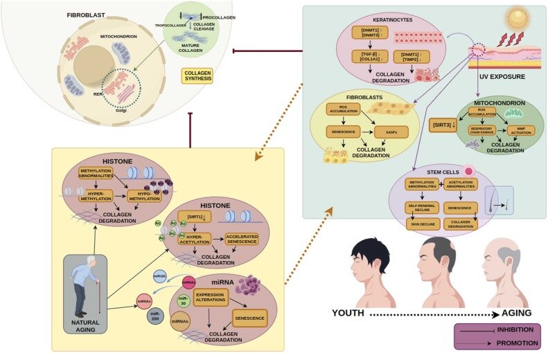پایان جراحی‌های پلاستیک و بوتاکس با تکنولوژی بازنویسی سلولی