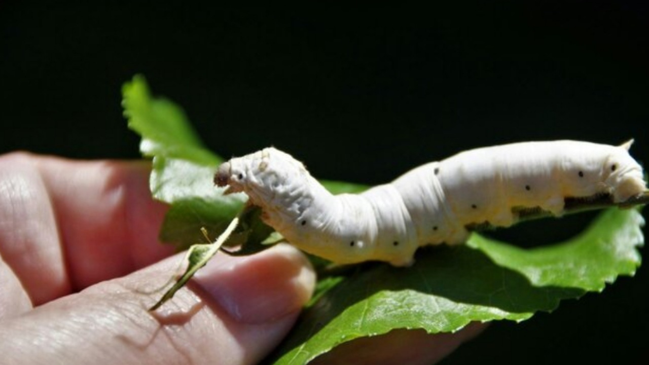 مقابله با پیری با کرم ابریشم