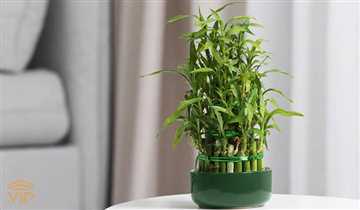 جوانه‌های بامبو منبع غنی فیبر غذایی هستند که به بهبود عملکرد روده کمک می‌کنند. 