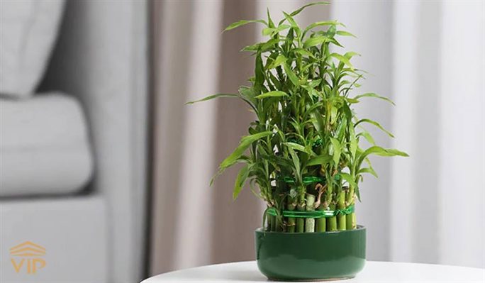 جوانه‌های بامبو منبع غنی فیبر غذایی هستند که به بهبود عملکرد روده کمک می‌کنند. 