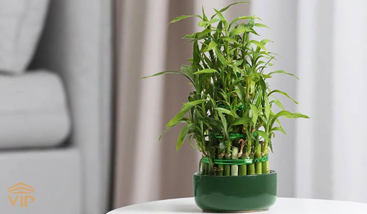 جوانه‌های بامبو