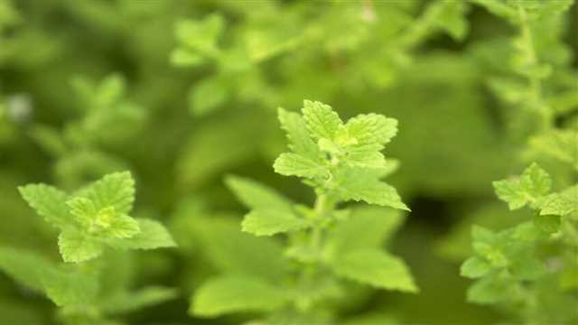 بادرنجبویه