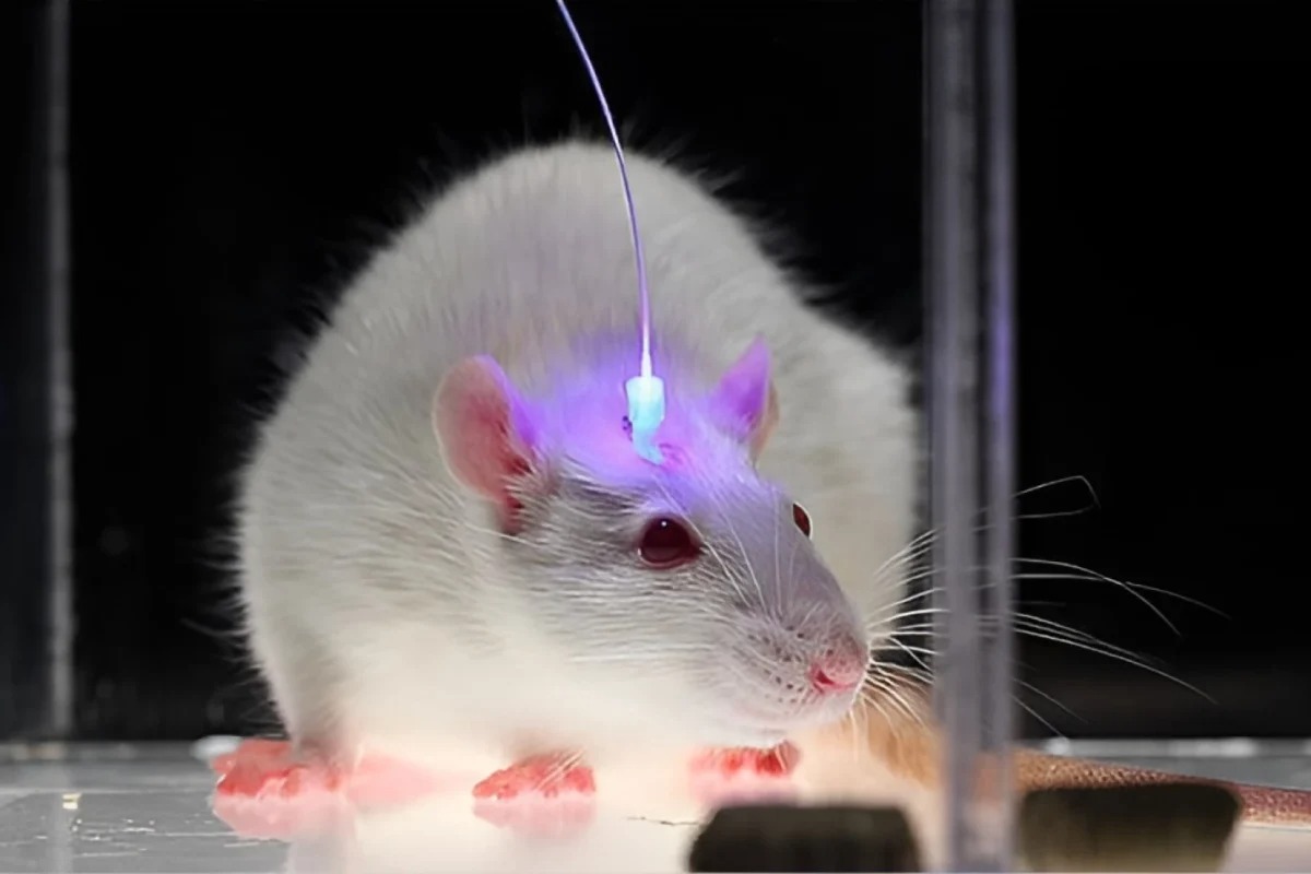 آزمایش  ایمپلنت اپتوژنتیک بی‌سیم  روی موش
