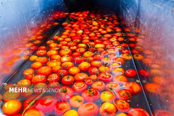 محققان چینی با استفاده از فناوری مهندسی ژنتیک نوع جدیدی از گوجه فرنگی با بوی مشابه پاپ کورن ابداع کرده اند.