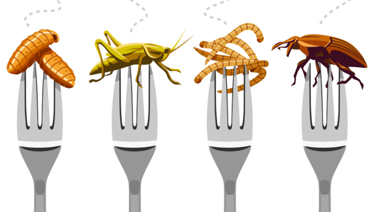خوردن حشرات