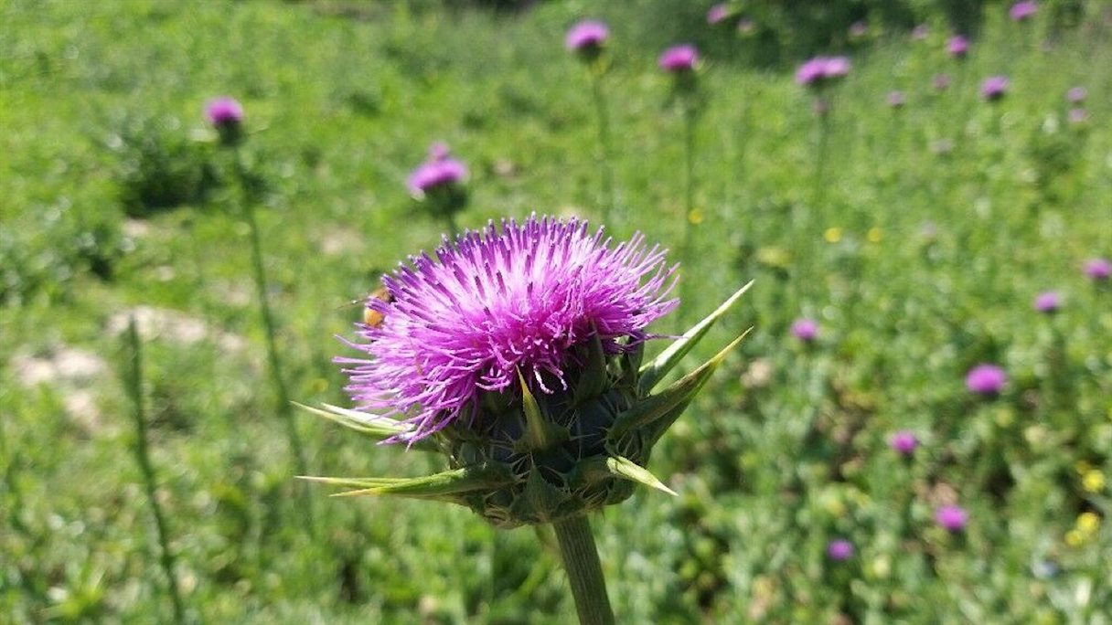 خارمریم با ترکیبات هدفمند برای سلامت کبد