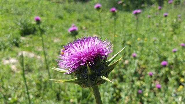 خارمریم با ترکیبات هدفمند برای سلامت کبد