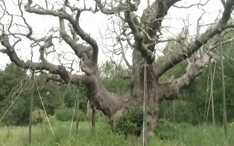 مرگ درخت ۱۲۰۰ ساله ای که پناهگاه رابین هود بود