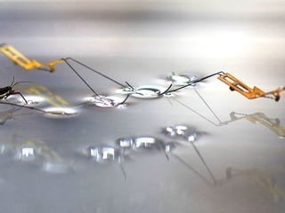 رباتی که روی آب راه میرود