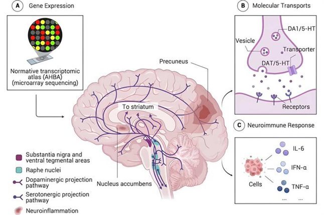  مطالعه اخیر به رهبری چین که در ژانویه ۲۰۲۶ در NeuroImage: Clinical منتشر شد، اسکن‌های MRI و نظرسنجی‌های ۷۱ جفت دوقلوی نوجوان را طی ۸ سال تجزیه و تحلیل کرد و ۴۷درصد وراثت‌پذیری برای اهمال‌کاری در دوقلوهای تک‌تخمکی را به دلیل تغییرات در مدار پاداش مغز نشان داد.