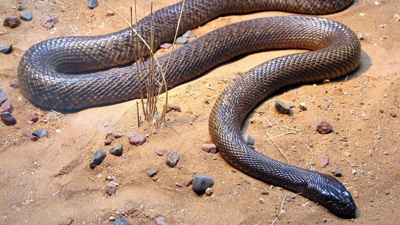 مار تایپان اینلند