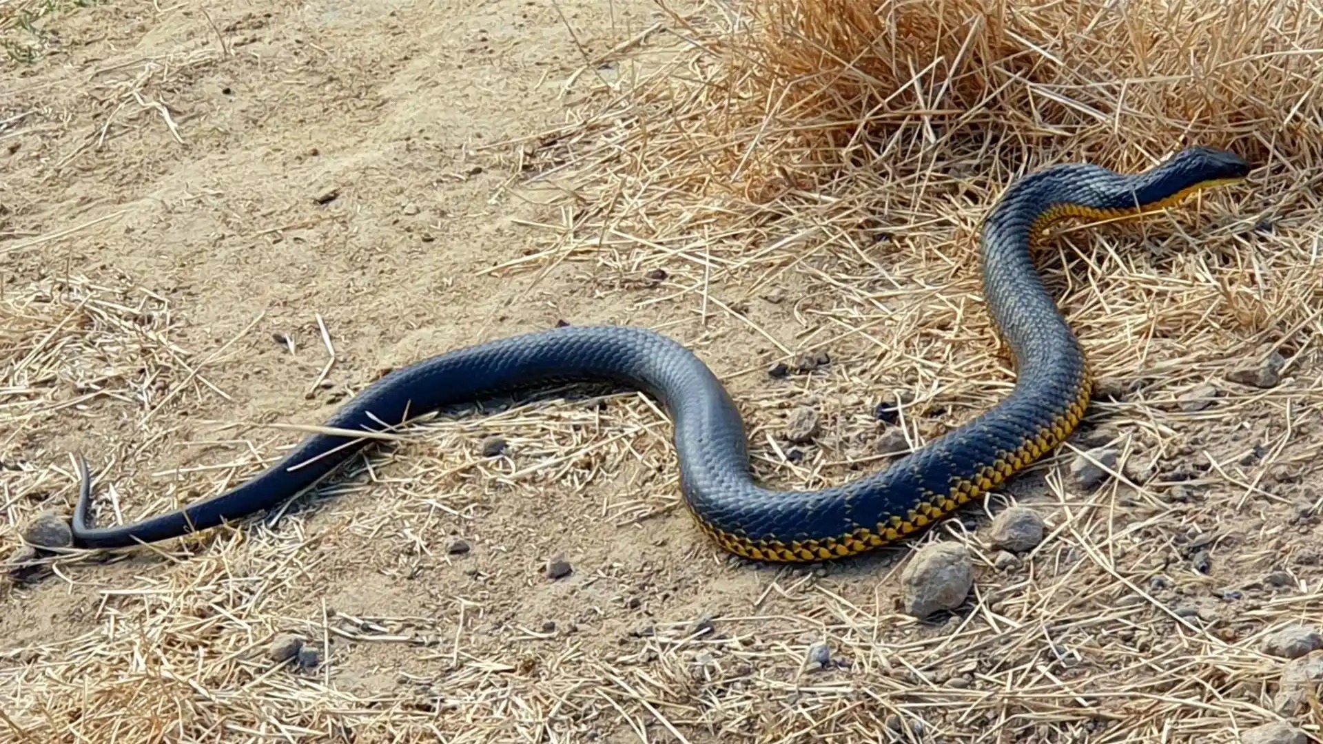 مار ببری شرقی