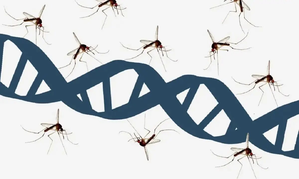 کتابخانه‌ دی‌ان‌ای پشه‌ها