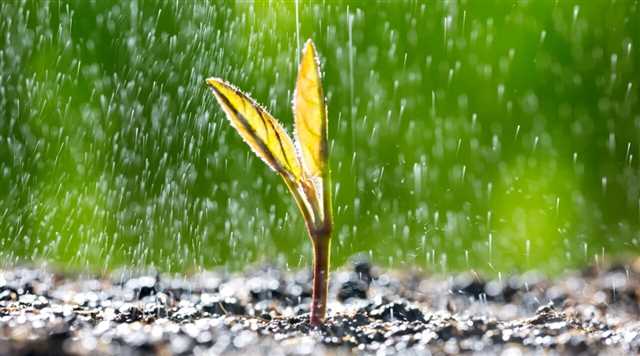 دانه‌ گیاهان صدای باران را می‌شنود