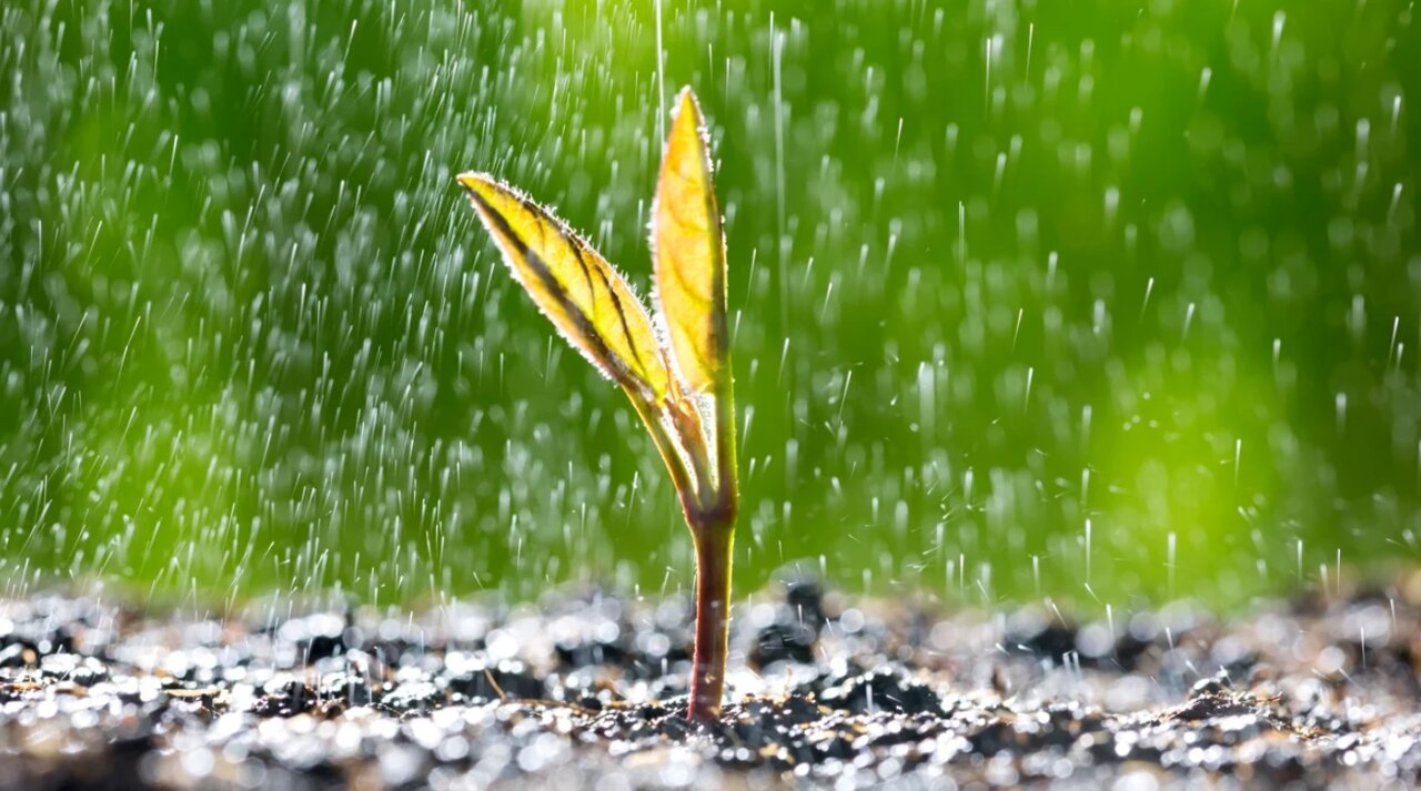 دانه‌ گیاهان صدای باران را می‌شنود