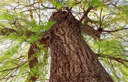 استفاده از پوست درخت برای سنجش آلودگی هوا