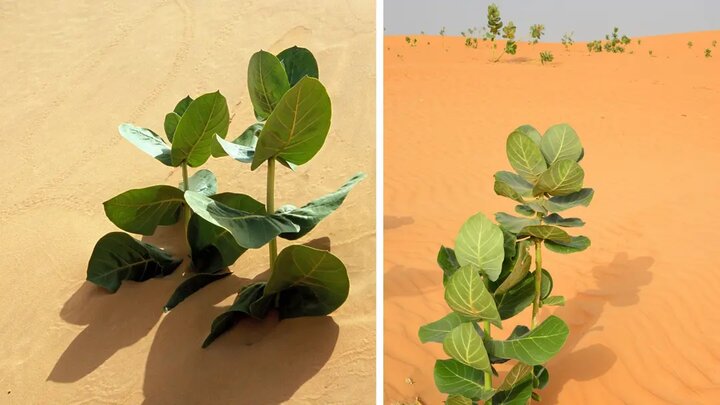 درخت لاستیک