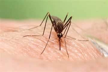 اپ سه بعدی ظریف با استفاده از بدن پشه‌