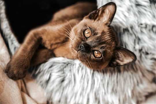 گربه‌ رگدال