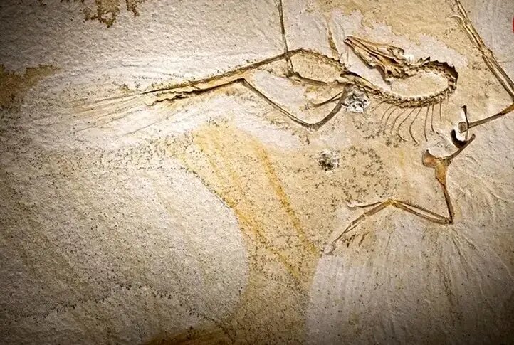 آرکئوپتریکس