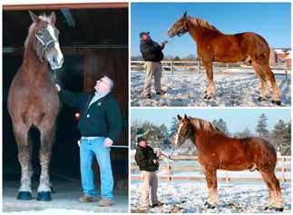 Big Jake بلندترین اسب جهان در رکوردهای گینس