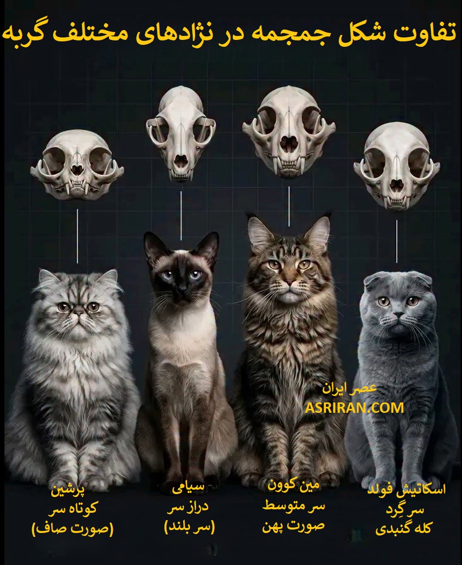 تفاوت شکل جمجمه در نژادهای مختلف گربه