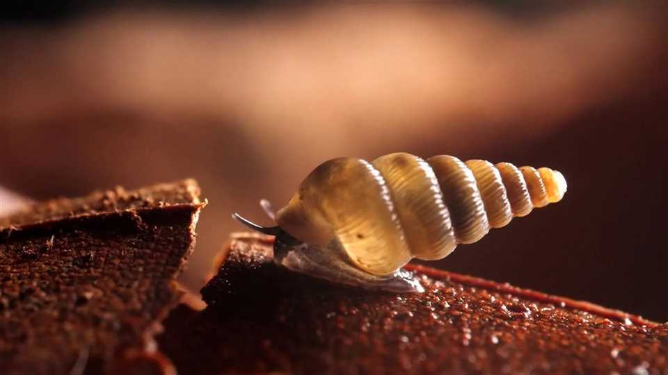 حلزون کوچک Cochlostoma با ساختار دایره‌ای برای بستن ورودی صدف