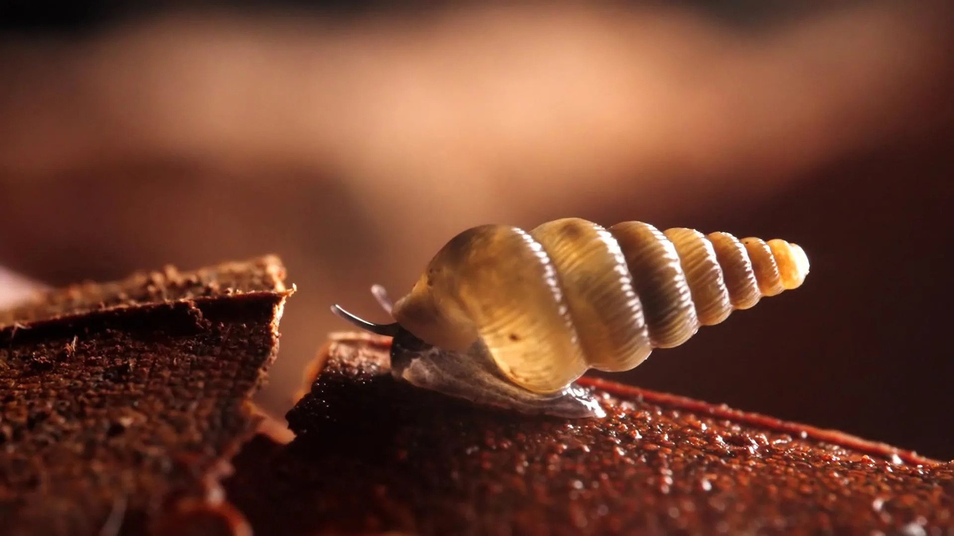 حلزون کوچک Cochlostoma با ساختار دایره‌ای برای بستن ورودی صدف