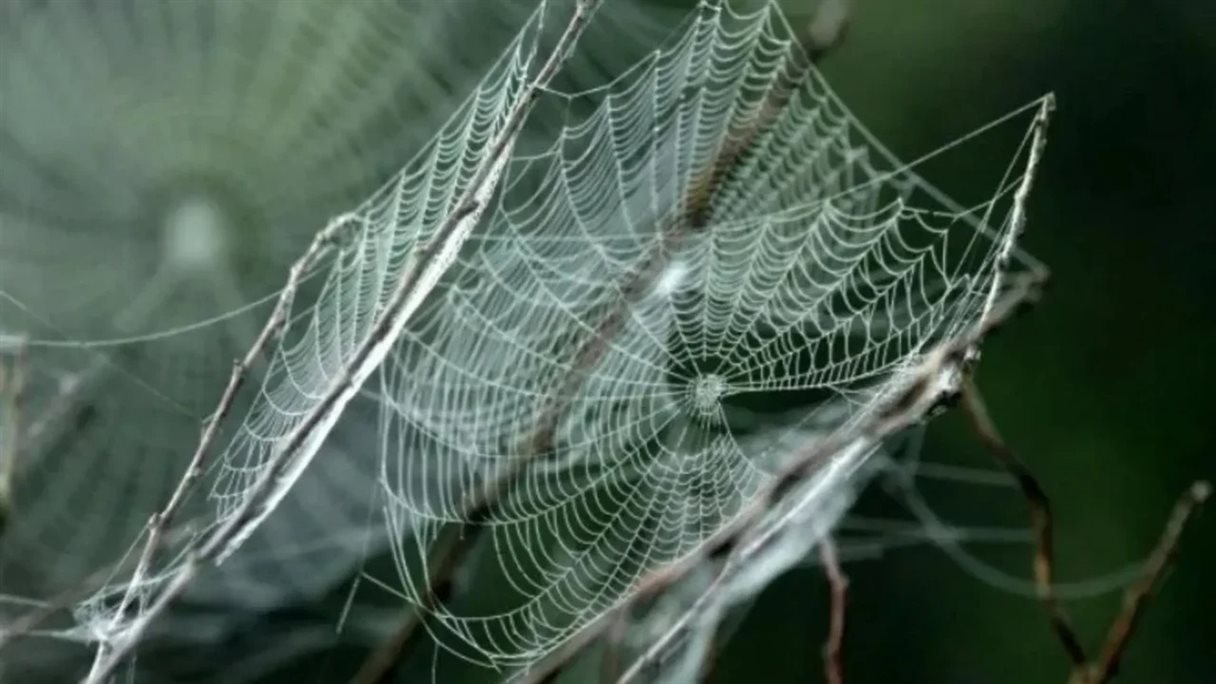 ابریشم عنکبوت از فولاد مقاوم‌تر و از الیاف کولار سخت‌تر است