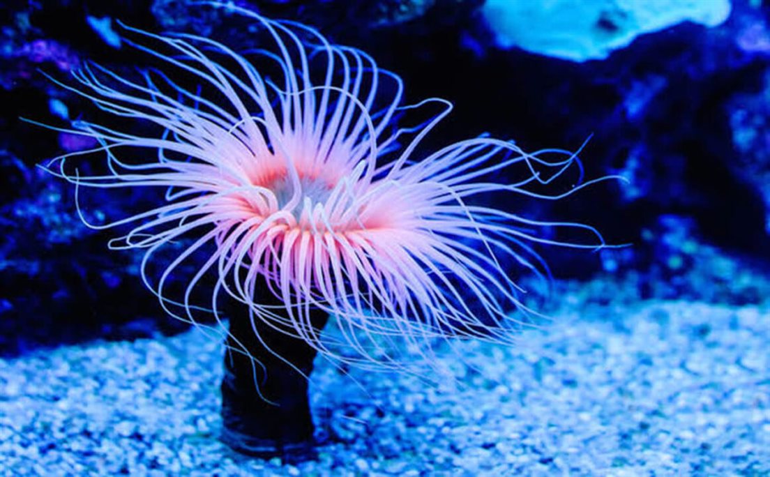 این شقایق دریایی که در امتداد ساحل شرقی ایالات متحده یافت می‌شود و با جمعیت‌های پراکنده در امتداد ساحل غربی ایالات متحده و ساحل جنوب شرقی بریتانیا، عضوی از شاخه مرجانیان ساکن دریا است. 