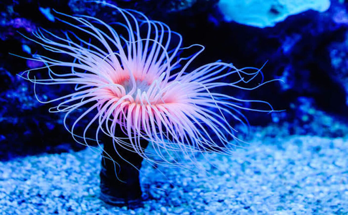 شقایق دریایی