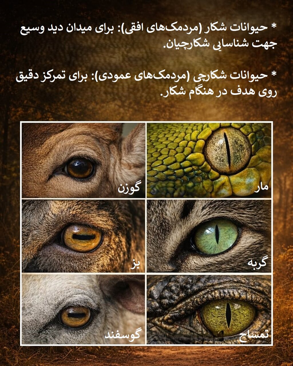 چشم حیوانات شکارچی و چشم حیوانات شکار